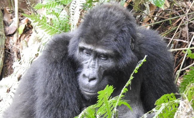 Wonderful gorillas in Bwindi Impenetrable National Park