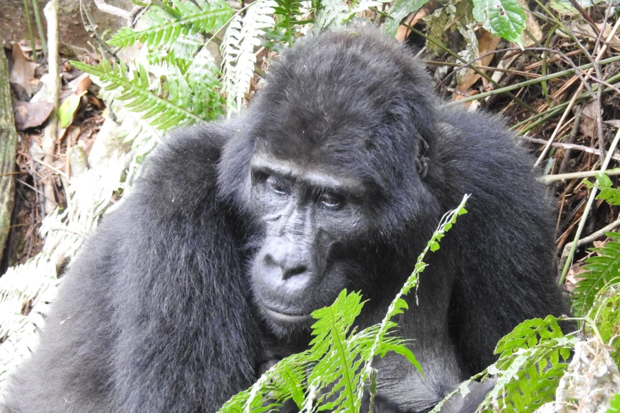 Wonderful gorillas in Bwindi Impenetrable National Park