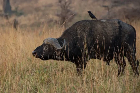 buffalo Piapiac