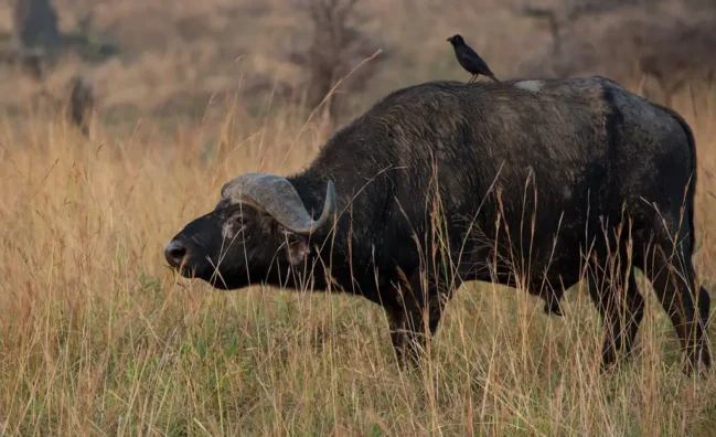 buffalo Piapiac