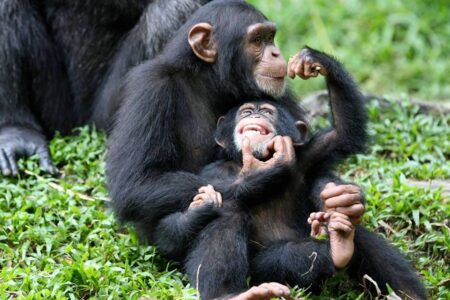 chimpanzee trekking