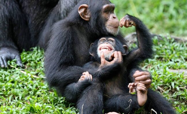 chimpanzee trekking