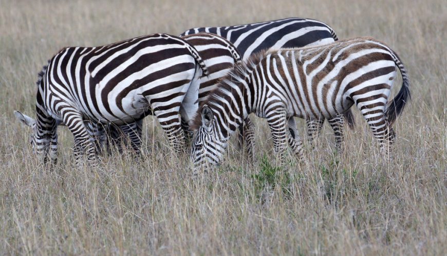 Akagera National Park