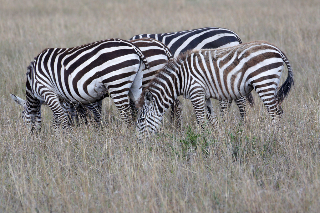 Akagera National Park