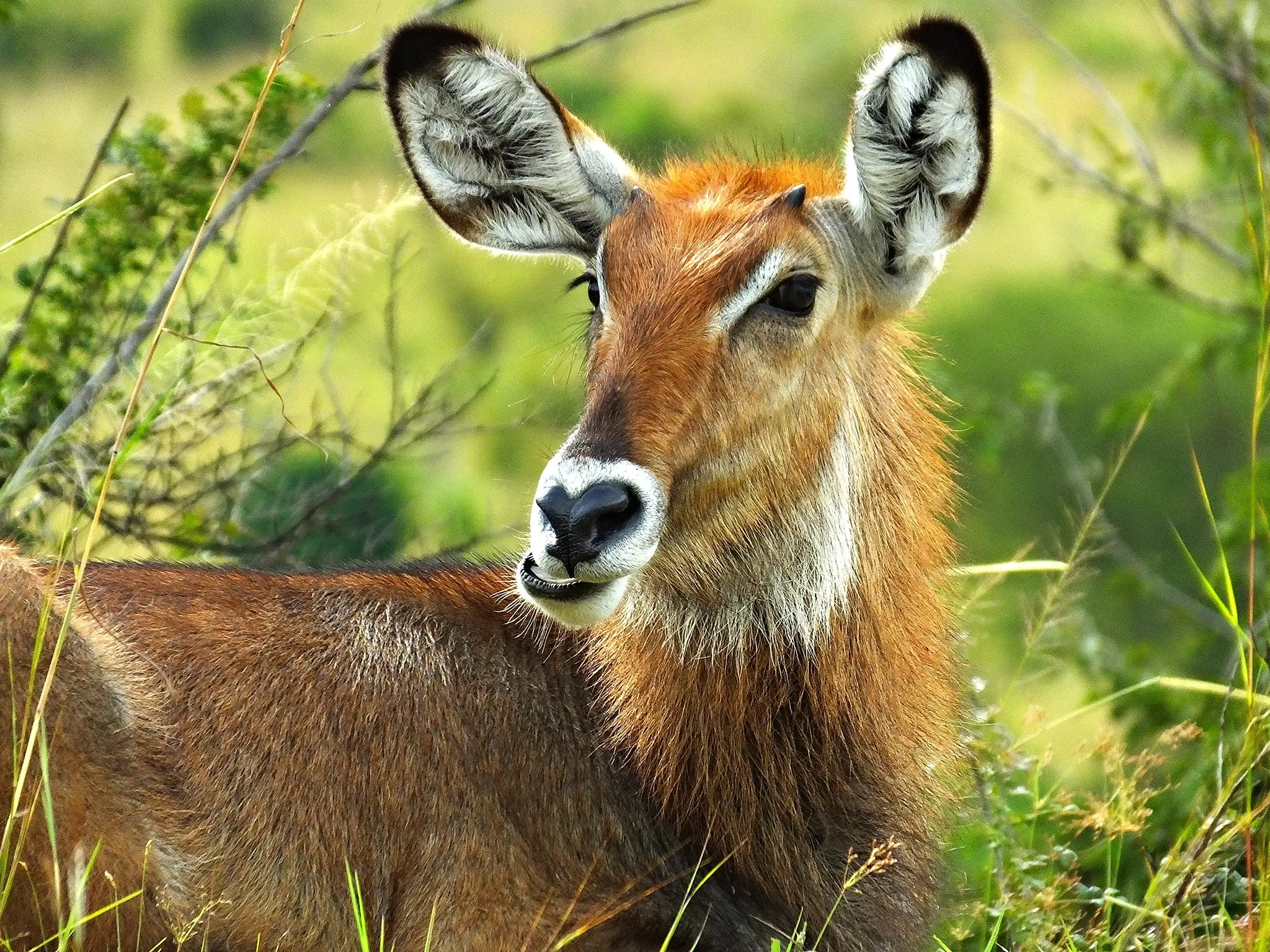 Uganda Safaris: Murchison Falls Safari in Uganda
