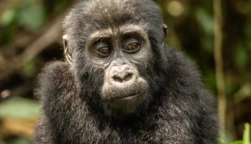 Big Five: Democratic Republic of Congo, where adventure runs deep in the world's second-largest rainforest.