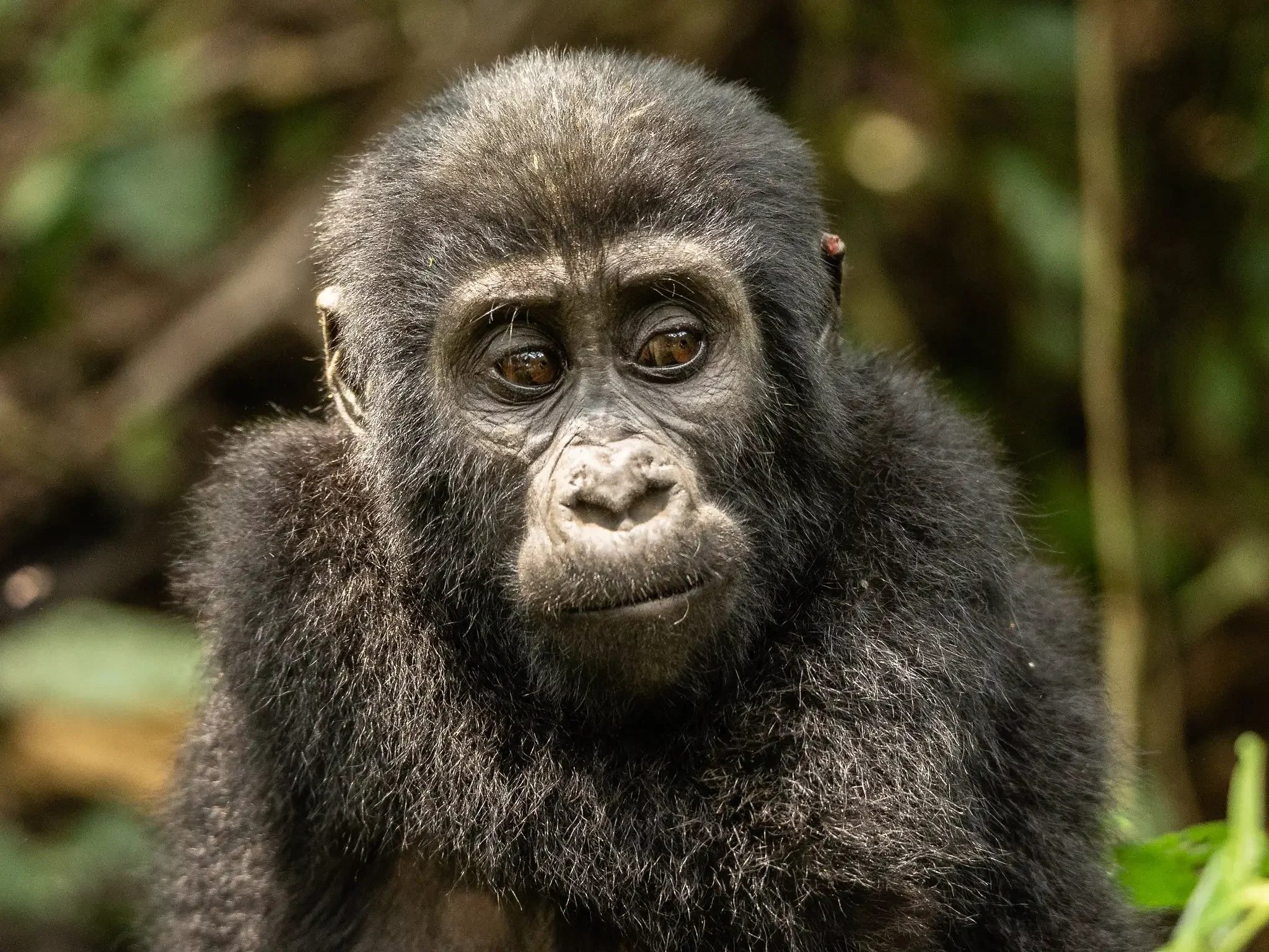 Big Five: Democratic Republic of Congo, where adventure runs deep in the world's second-largest rainforest.