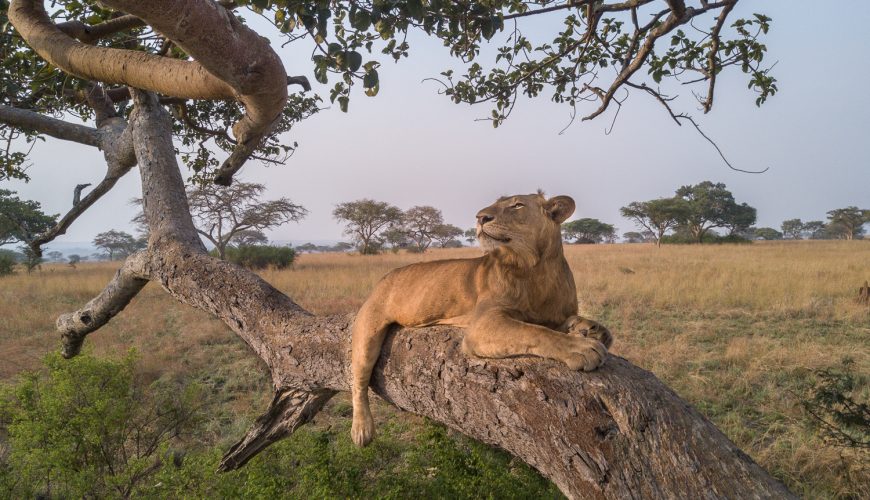 Uganda Safari