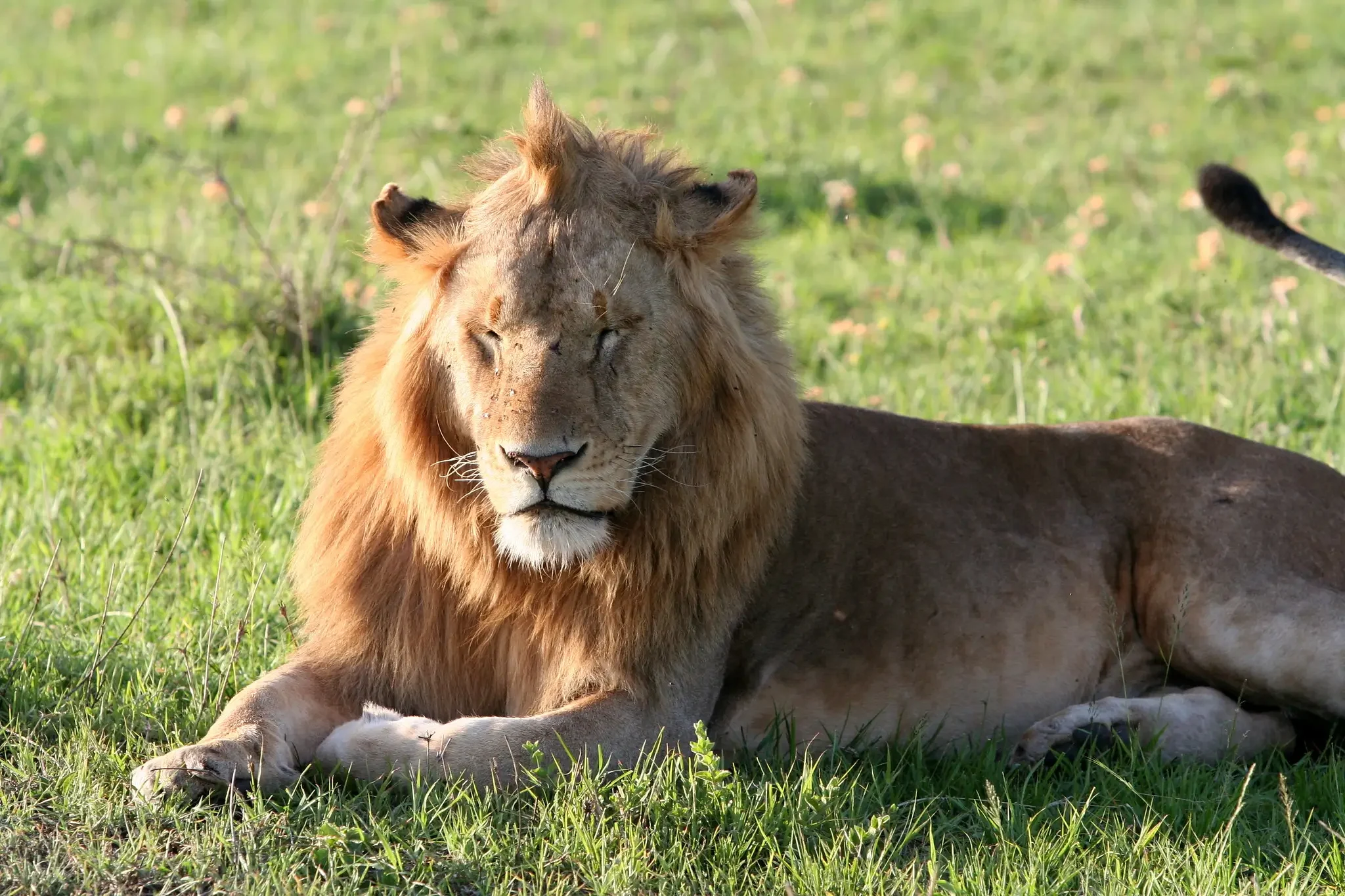 Kenya Safaris- African Lion – The King of the Savannah