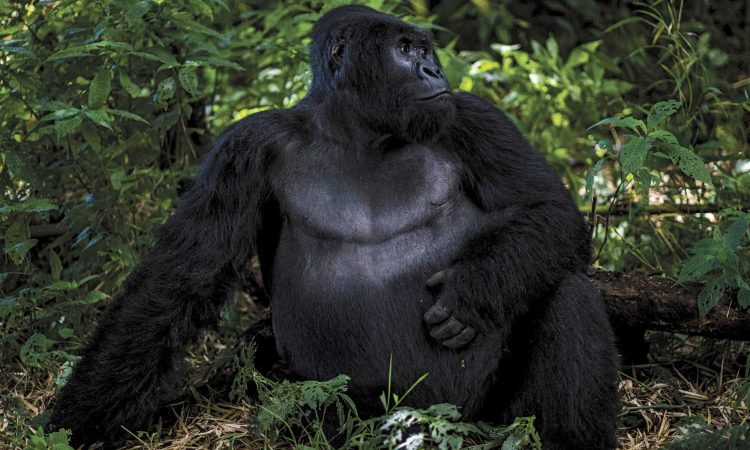 DRC Congo