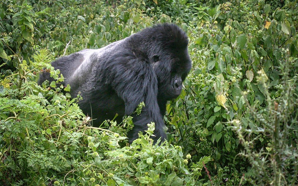 Mountain Gorillas Rwanda Safaris