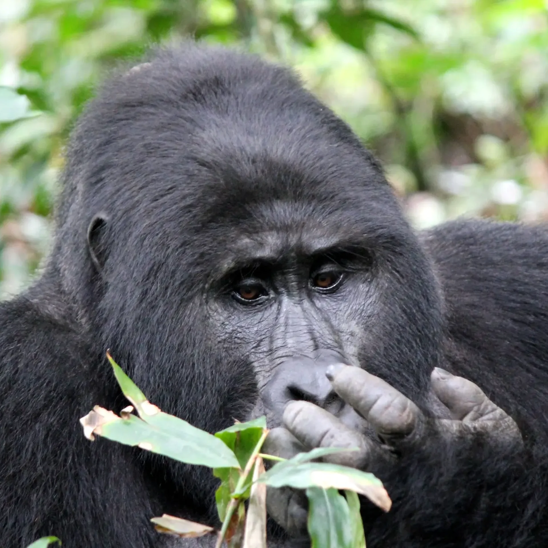 Uganda