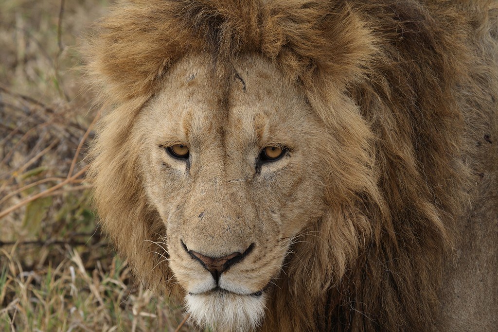 Ngorongoro Crater Safari