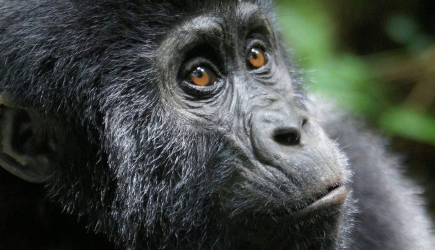 Affordable Uganda Gorilla Safaris