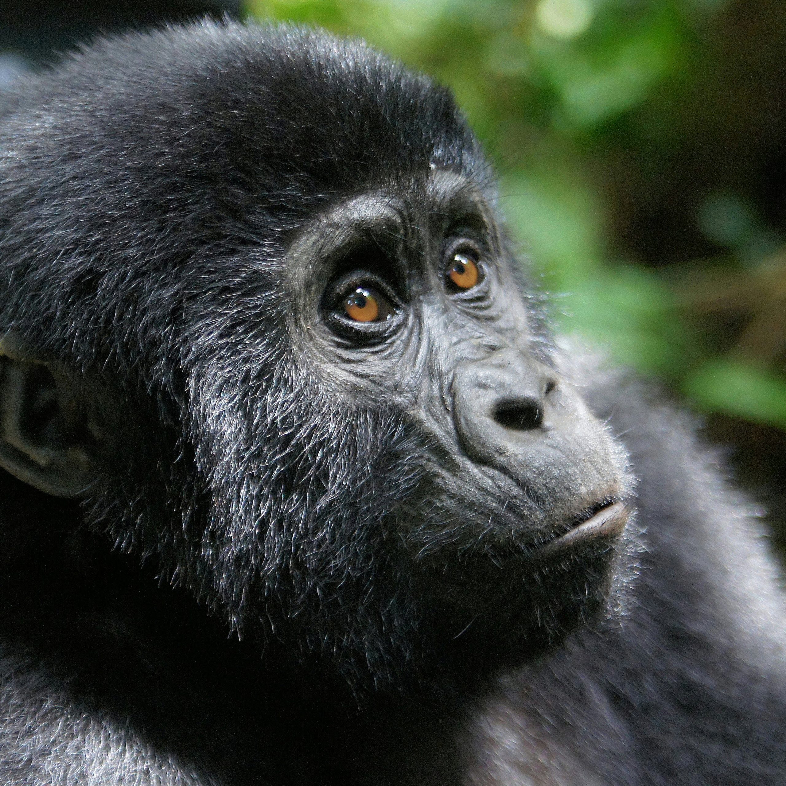 Affordable Uganda Gorilla Safaris