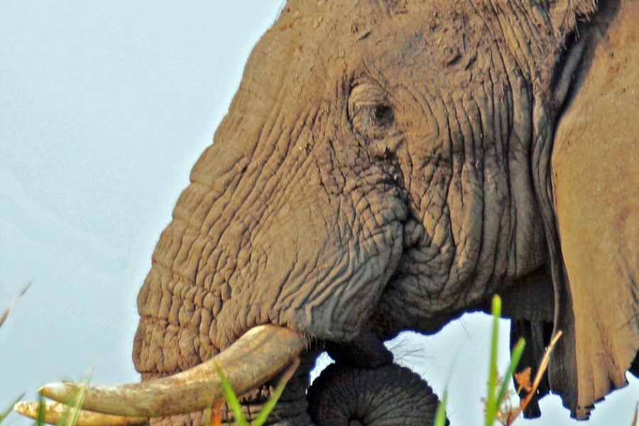 5 Days Rwanda Wildlife & Primate Safari