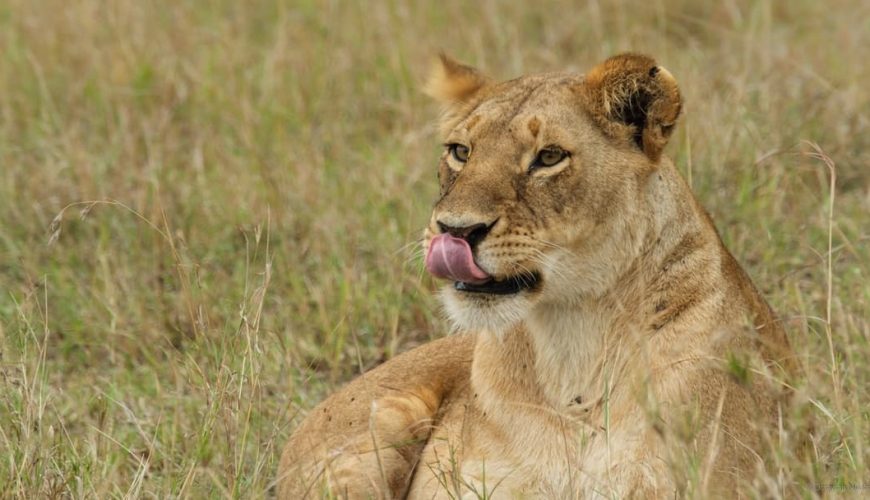 Africa safari adventure
