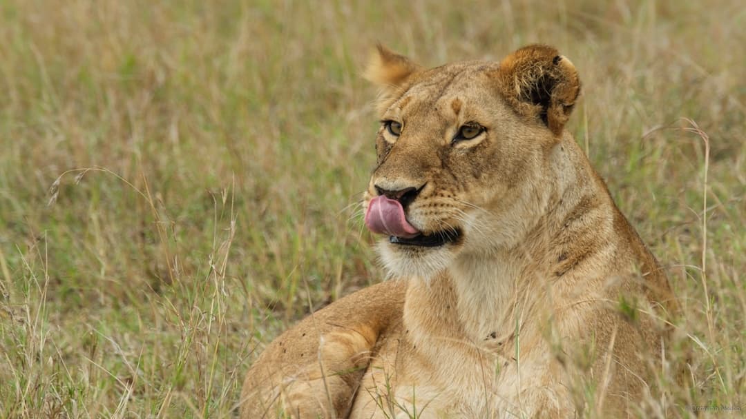 Africa safari adventure