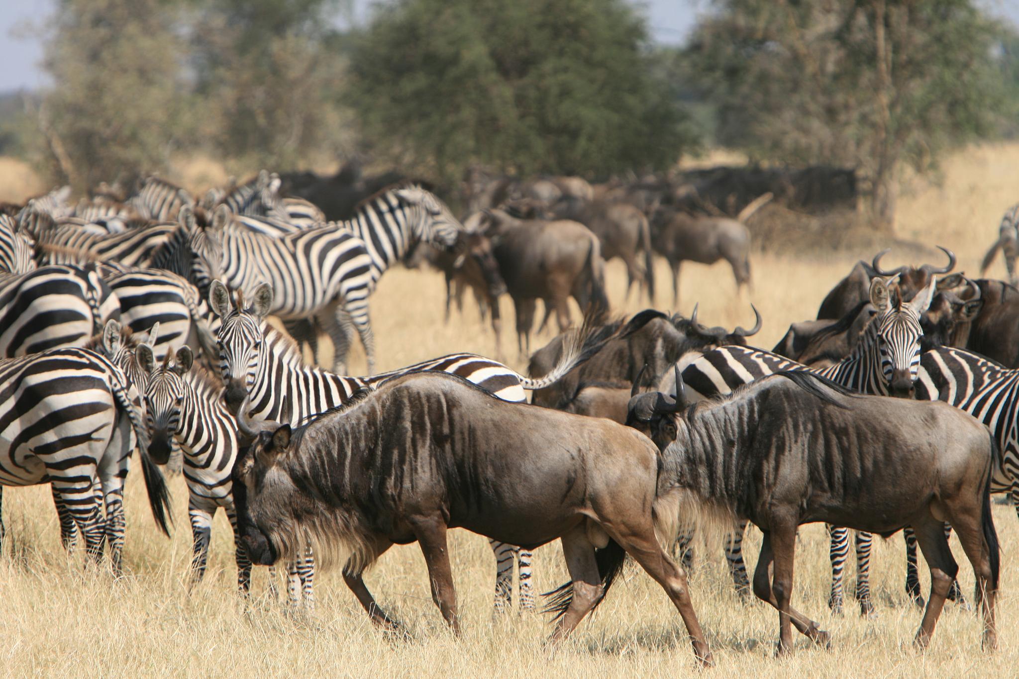 Serengeti: Tanzania Safaris