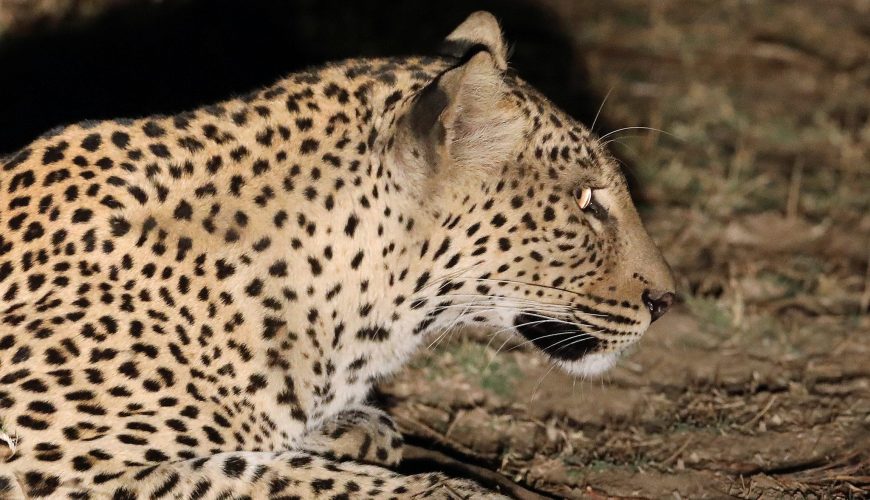 Solo Travel in Zambia