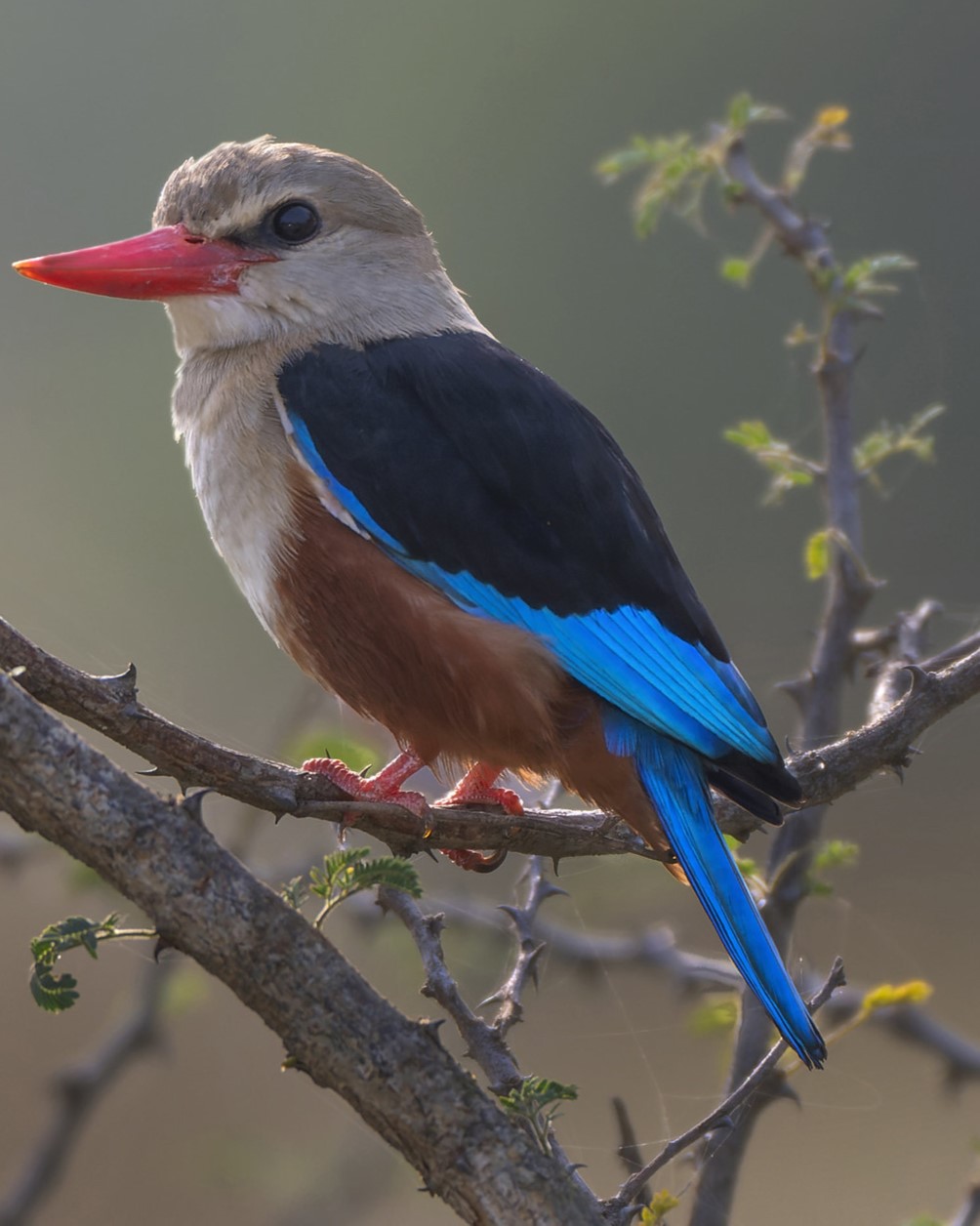 Birdwatching With over 450 species, the park is a paradise for bird enthusiasts. Pakuba Safari Lodge, Murchison Falls National Park, Uganda