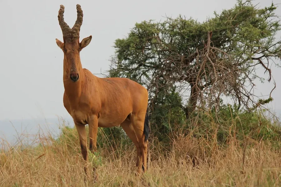 Wildlife: Hartebeest, Murchison Falls, Uganda
