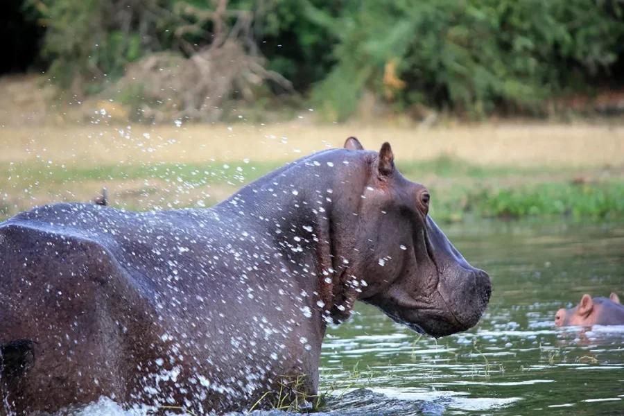 2-Day Murchison Falls Adventure - Express Safari