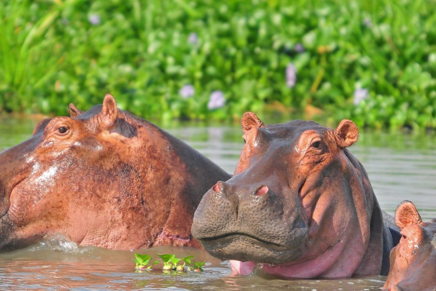 Murchison Falls Tour - 5 Days