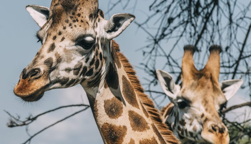 Murchison Falls Safari Packages