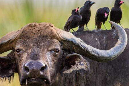 3-Day Affordable Murchison Falls Safari