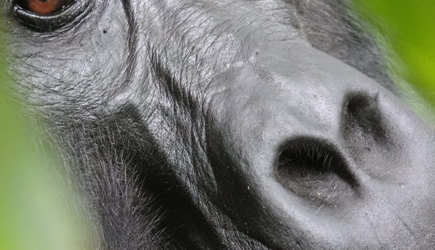 Volcanoes National Park