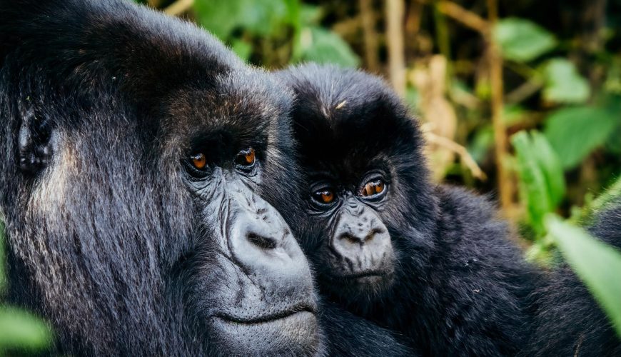 How Hard Is Gorilla Trekking in Rwanda?