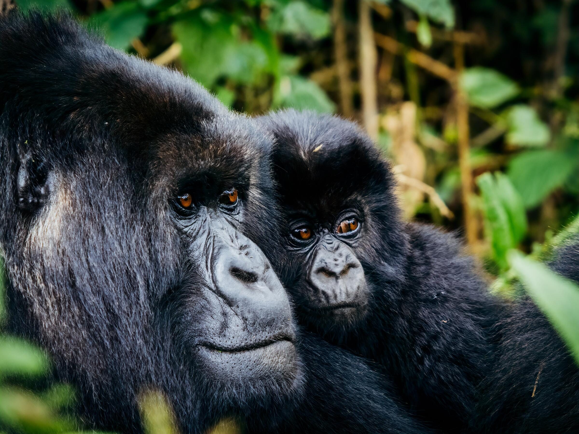 How Hard Is Gorilla Trekking in Rwanda?