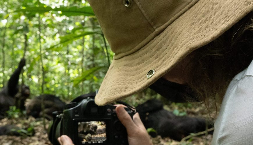 Chimpanzee Tracking in Budongo Forest