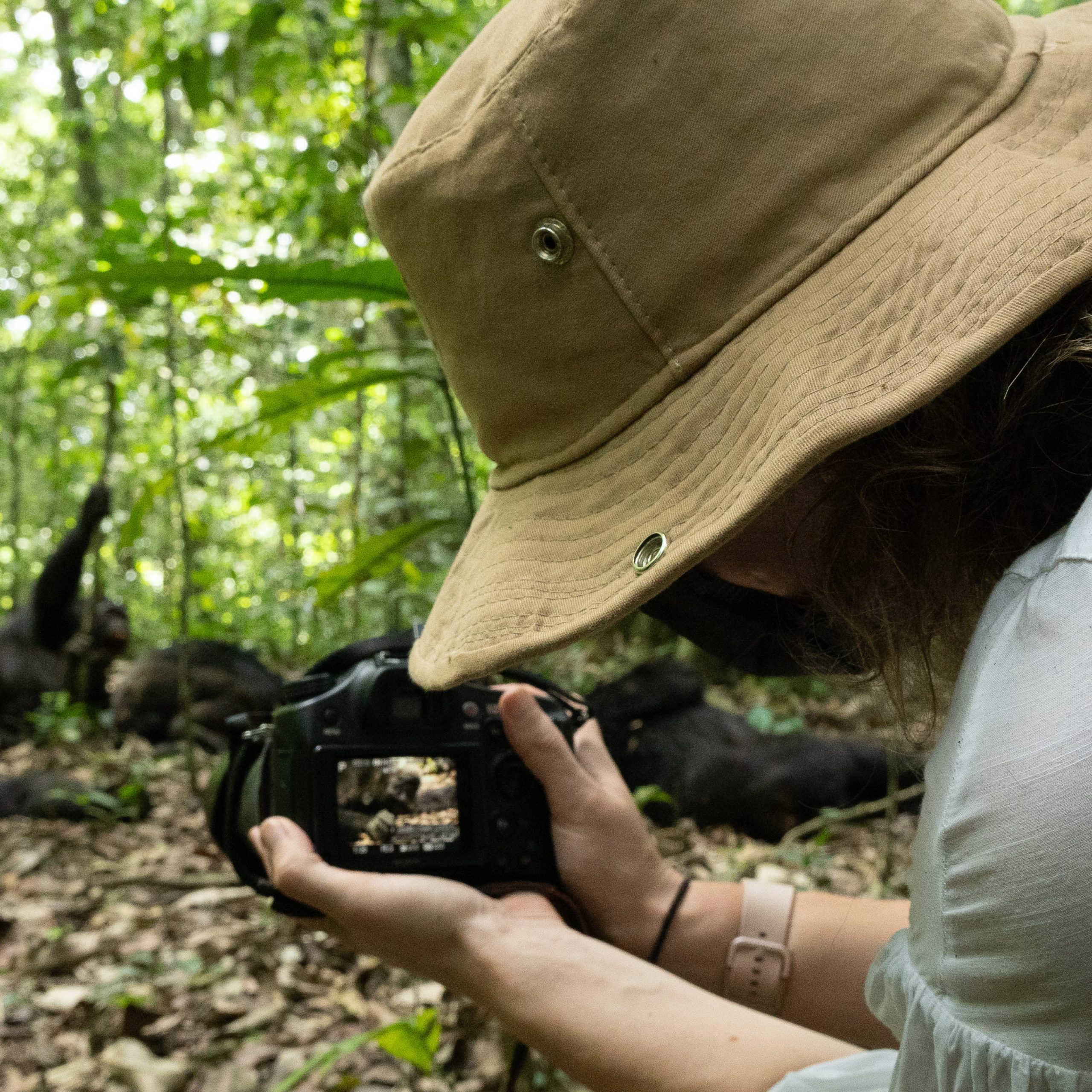 Chimpanzee Tracking in Budongo Forest