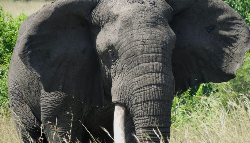 Affordable East Africa Vacation