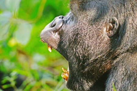 3-Day Rwanda Gorilla Trekking