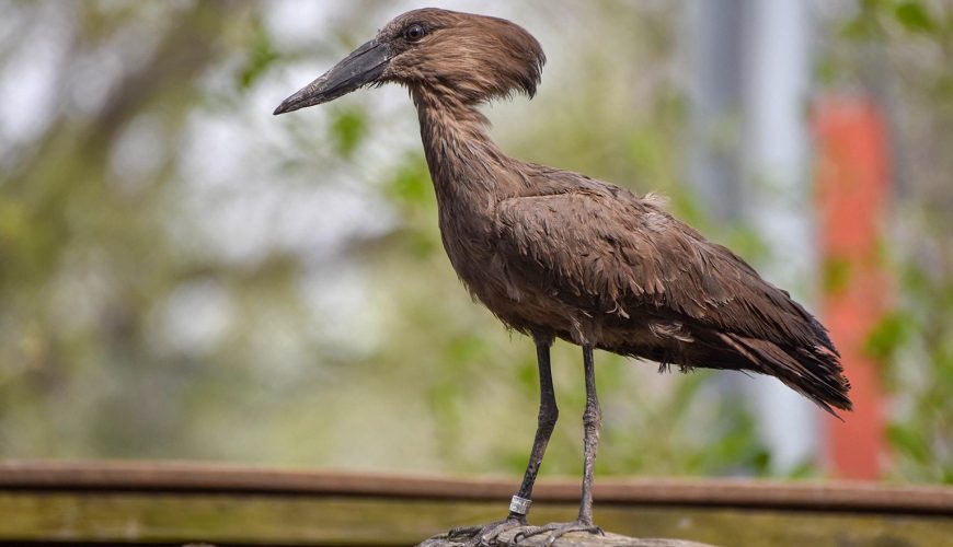 Why the Hamerkop Builds the Biggest Nest