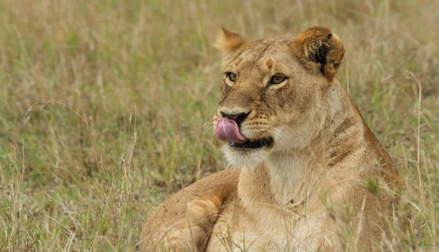 Murchison Falls National Park: Short Uganda Safari Destination