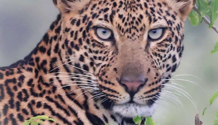 Top Murchison Falls Safari Packages