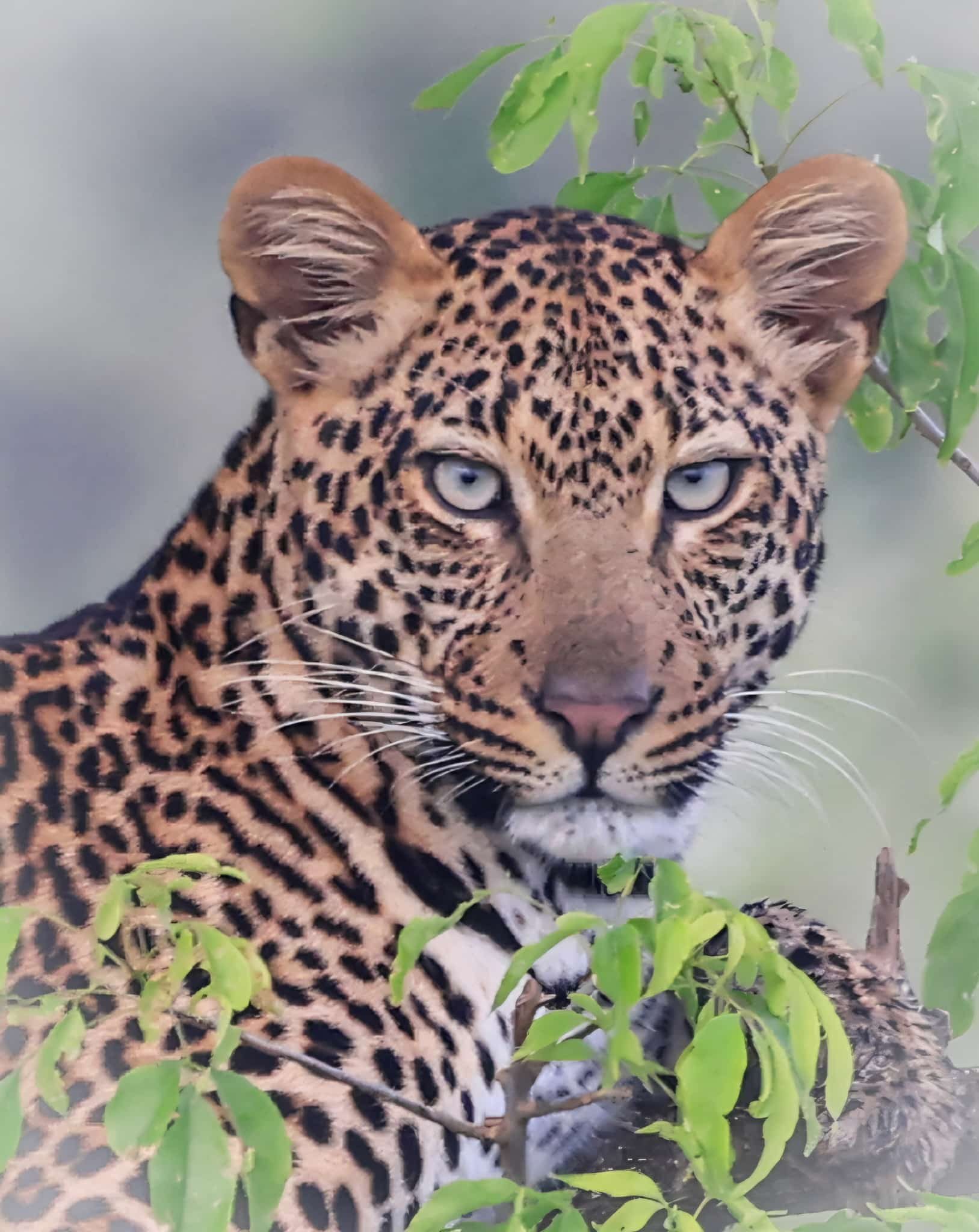 Top Murchison Falls Safari Packages