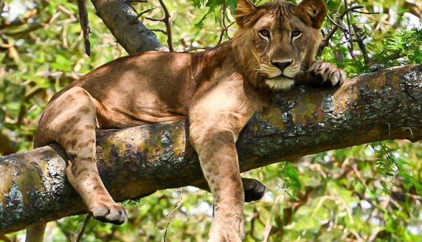 Wildlife Filming Specialist in Uganda