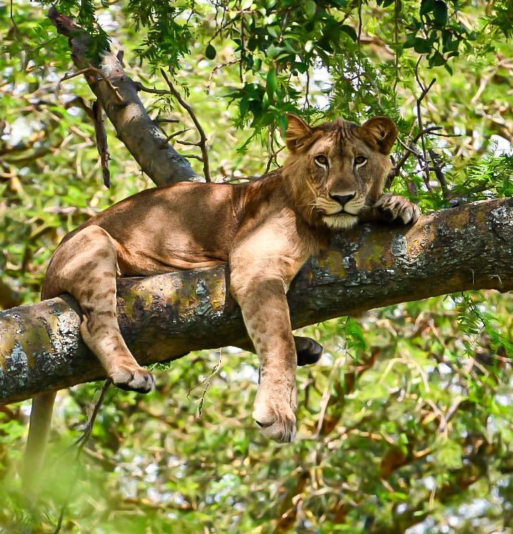 Wildlife Filming Specialist in Uganda