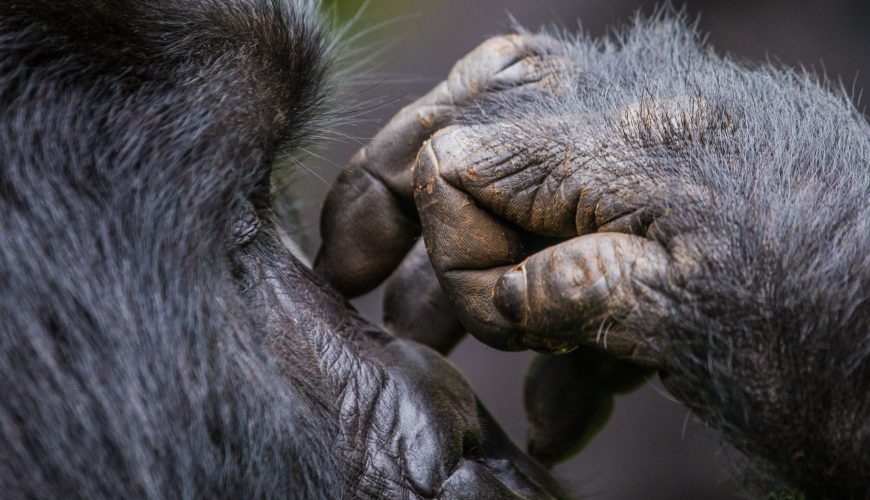 Life cycle of a mountain gorilla