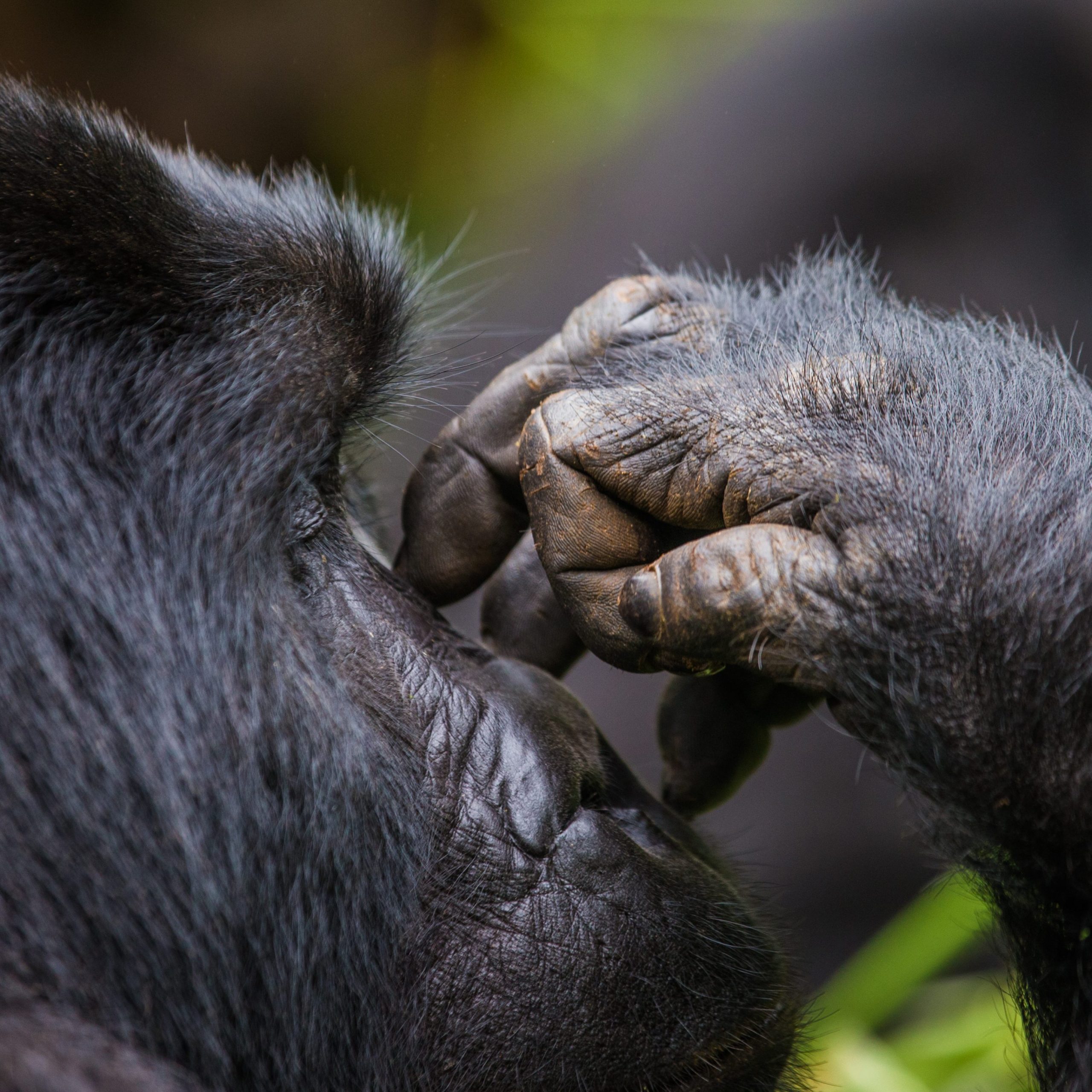 Life cycle of a mountain gorilla