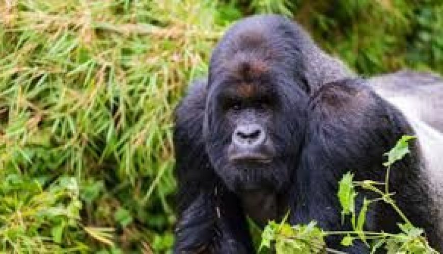 Affordable Rwanda Luxury Tour