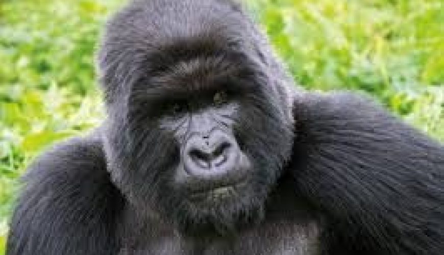 Affordable Tour in Rwanda