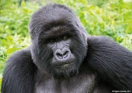 Affordable Tour in Rwanda