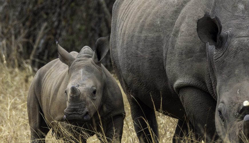 Rhino Tracking in Ajai Wildlife Reserve