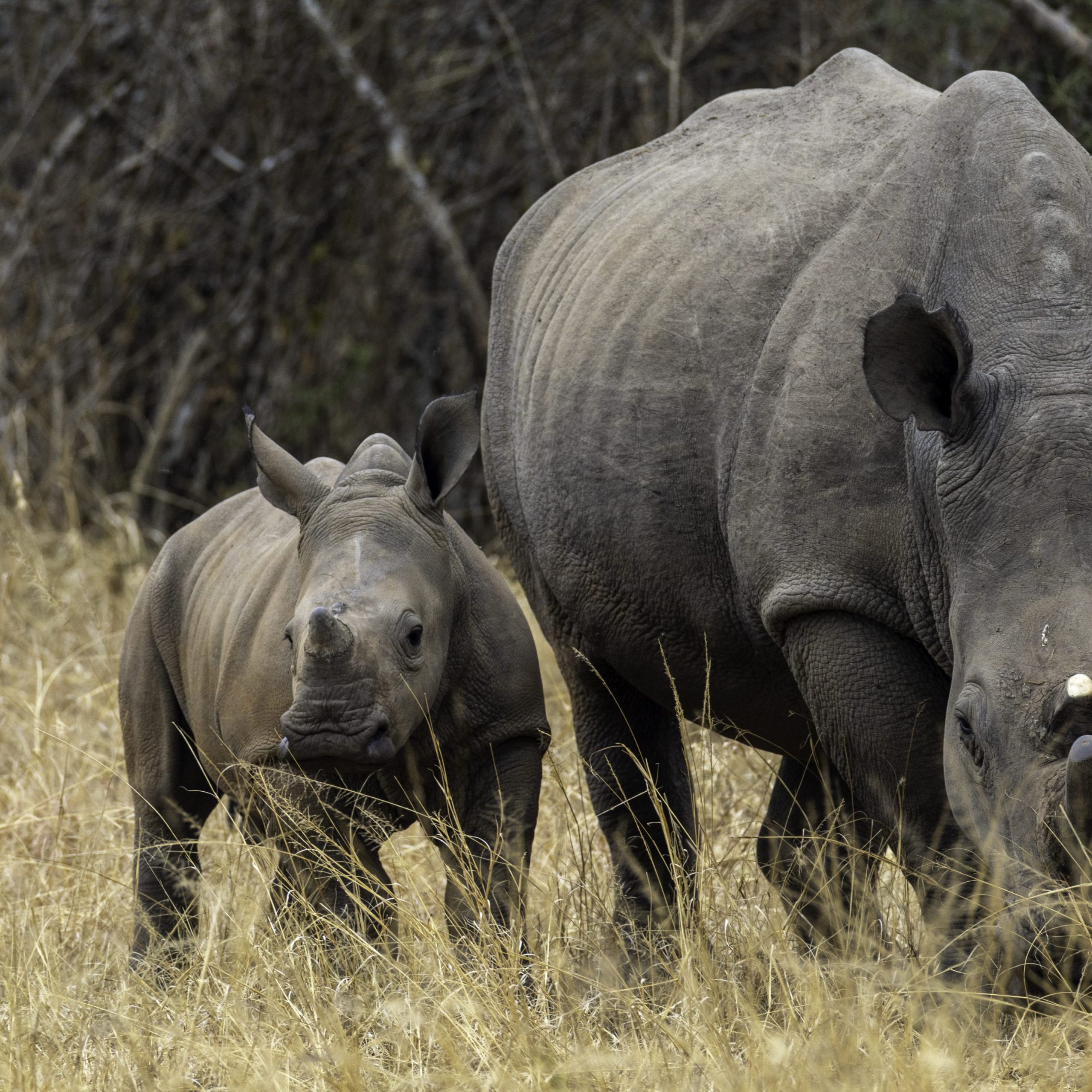 Rhino Tracking in Ajai Wildlife Reserve